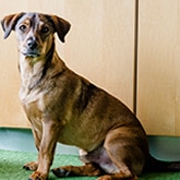 Bürohund der Kanzlei von Astrid Lommers-Thürck - Steuerberaterin